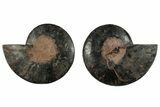 Cut & Polished Ammonite Fossil - Unusual Black Color #286632-1